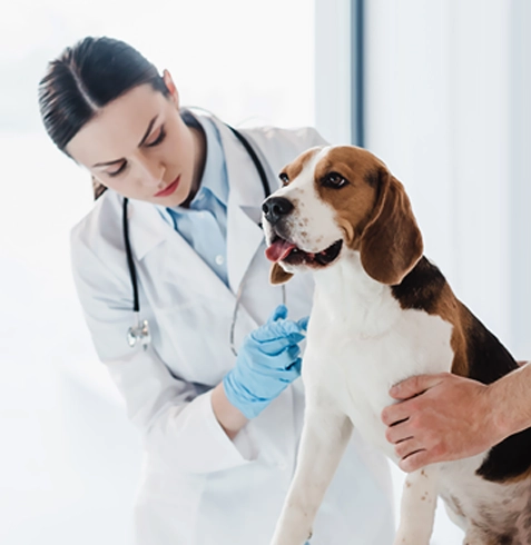 Gölpazarı Veteriner