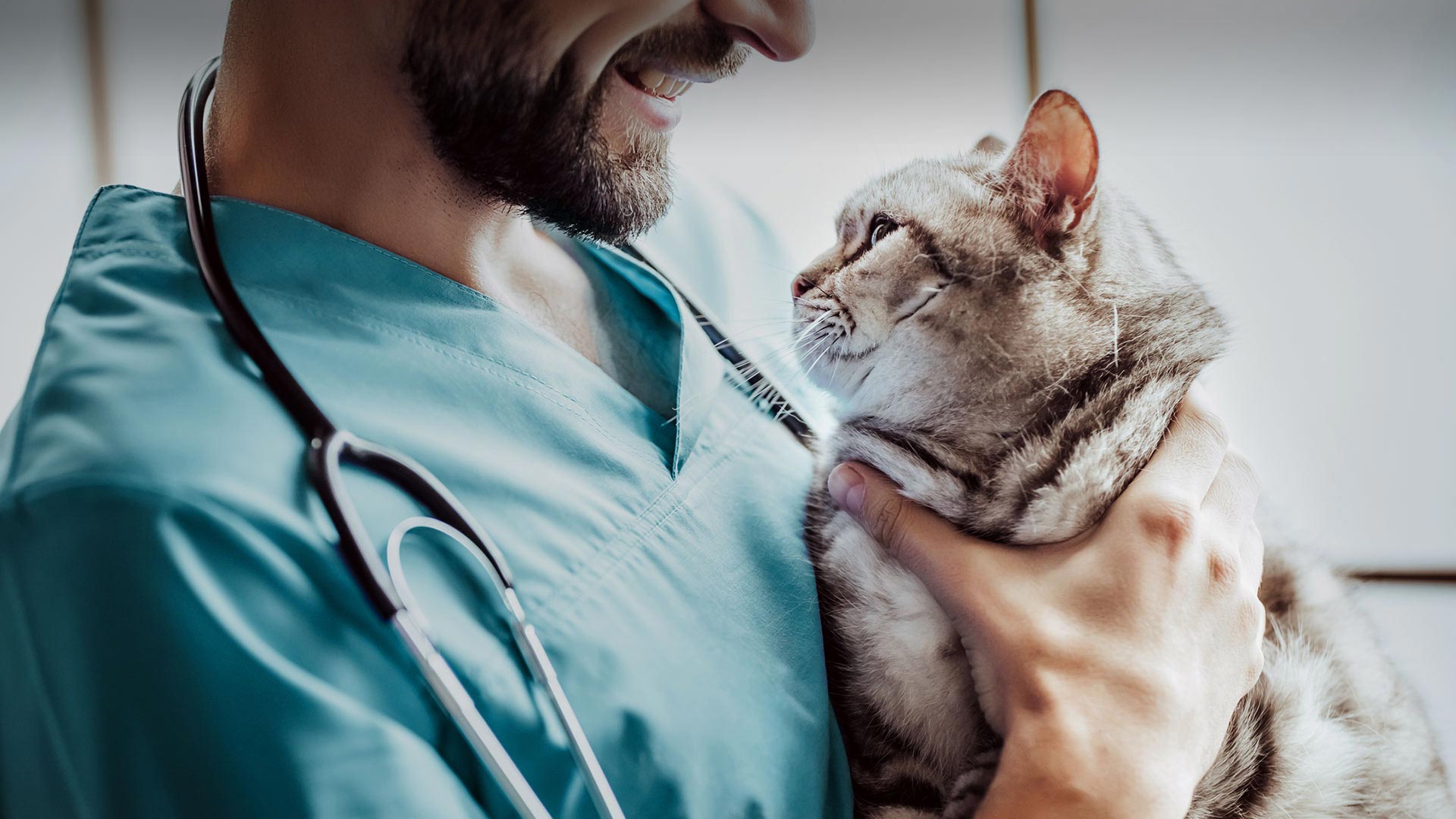 Gölpazarı Veteriner